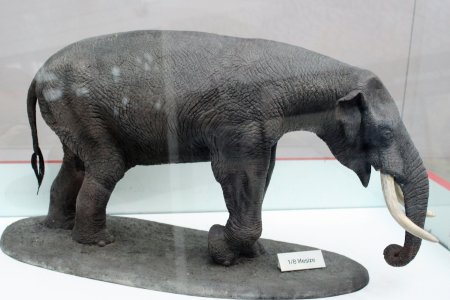 Кювьерониус вымершие хоботные