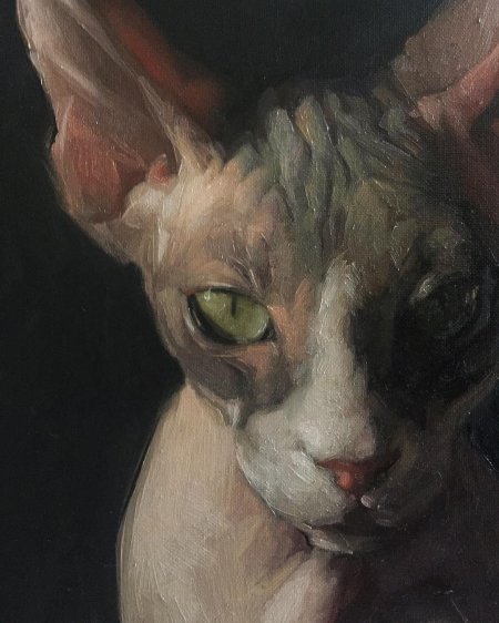 Канадский сфинкс портрет