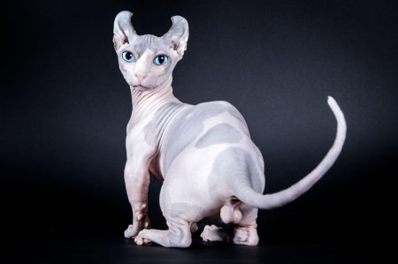 Сфинкс Двэльф