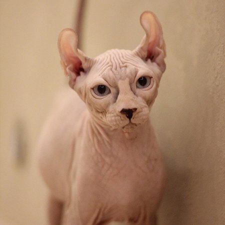 Донской сфинкс Эльф
