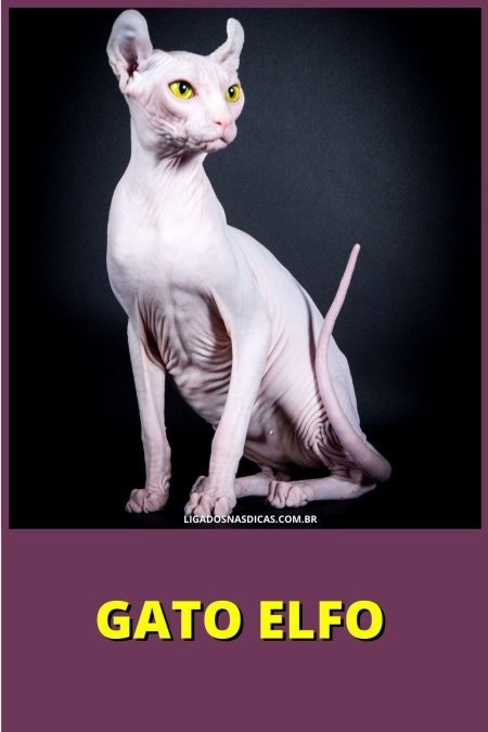 Донской сфинкс Эльф