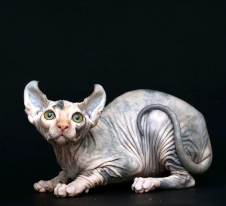 Сфинкс Бамбино Двэльф