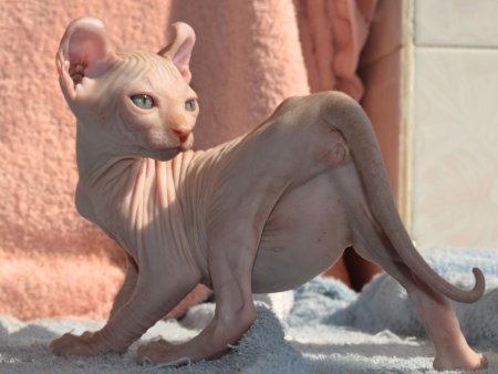 Сфинкс кошка Эльф