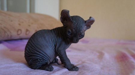 Канадский сфинкс Бамбино