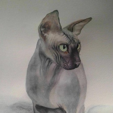 Донской сфинкс эльф