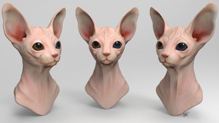 Канадский сфинкс Тоби