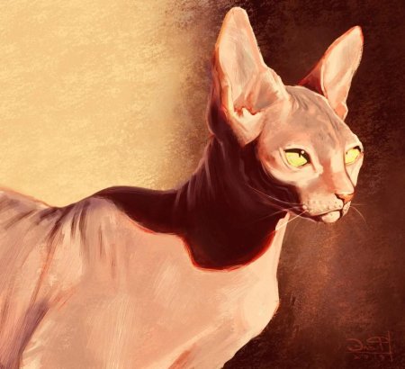 Донской сфинкс Эльф