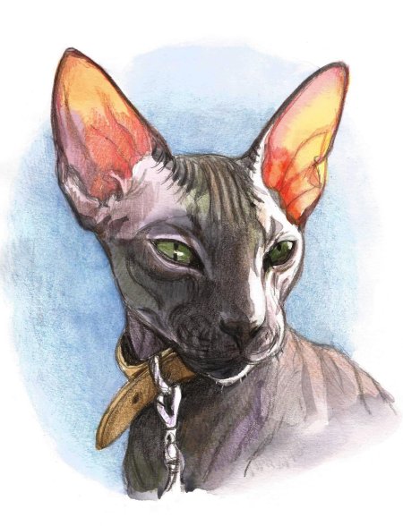 Донской сфинкс Эльф