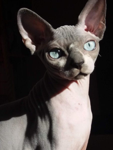 Канадский сфинкс Эльф