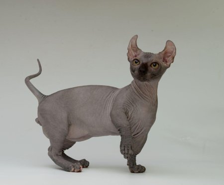 Канадский сфинкс двельф