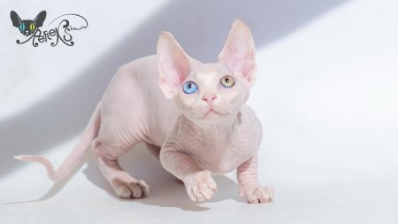 Сфинкс Двэльф