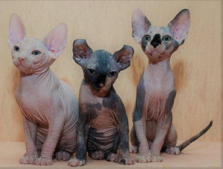 Сфинкс Эльф порода кошек