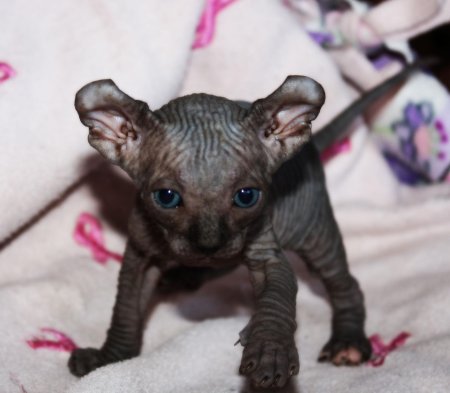 Донской сфинкс Эльф