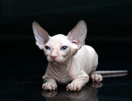 Донской сфинкс Эльф
