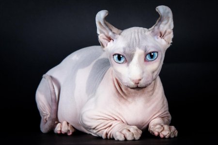 Кошка сфинкс Двэльф