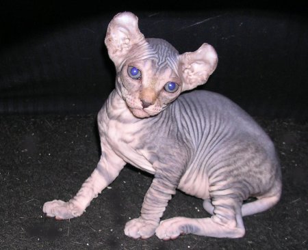 Сфинкс Эльф порода кошек