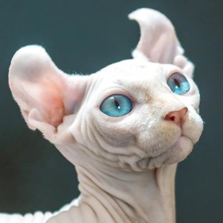 Сфинкс Двэльф