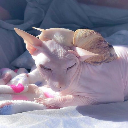 Сфинкс Эстетика