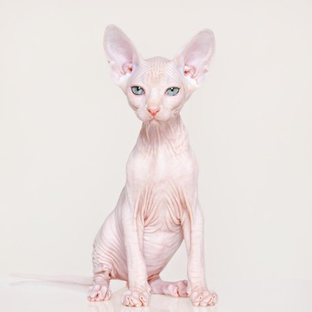 Канадский сфинкс кошка