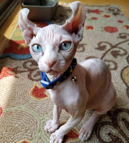 Сфинкс кошка Эльф