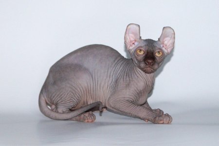 Канадский сфинкс