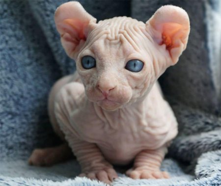 Сфинкс Эльф порода кошек