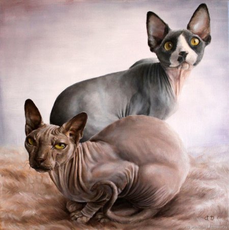 Донской сфинкс Эльф