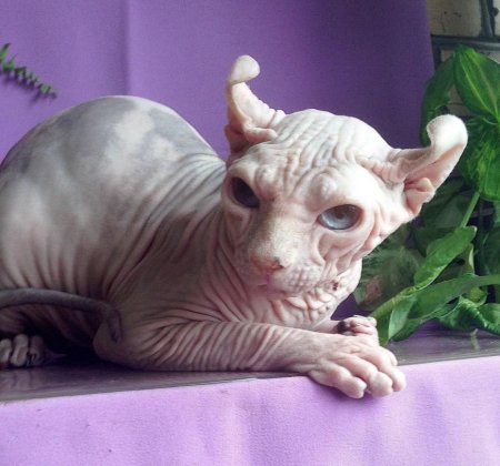 Канадский сфинкс Эльф