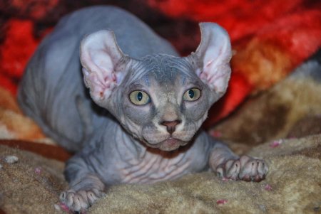 Сфинкс Эльф порода кошек