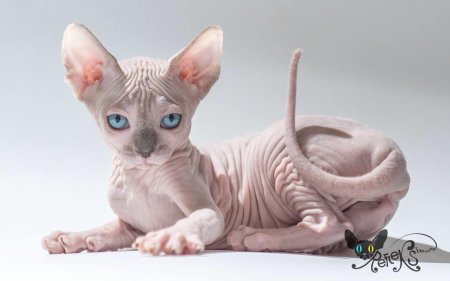 Канадский сфинкс