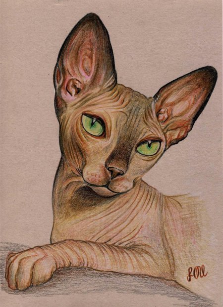 Сфинкс кошка Эльф