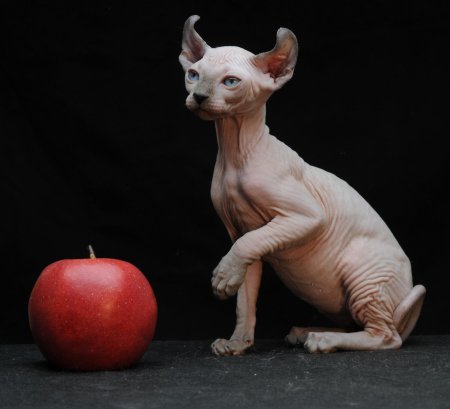 Двэльф порода кошек