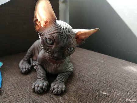 Канадский сфинкс Эльф