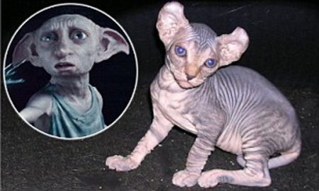 Донской сфинкс Эльф