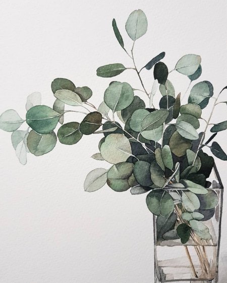 Ветка эвкалипта