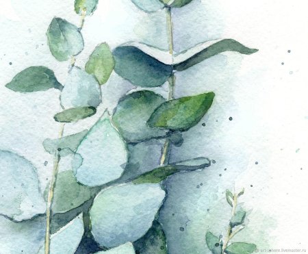 Эвкалипт акварель