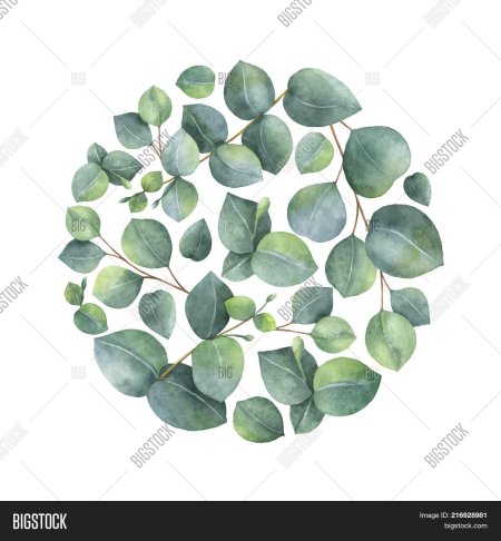 Эвкалипт босиста