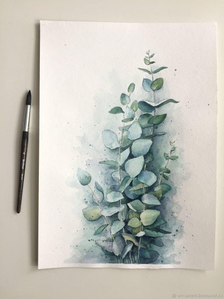 Эвкалипт акварель