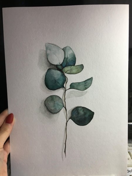 Эвкалипт акварель