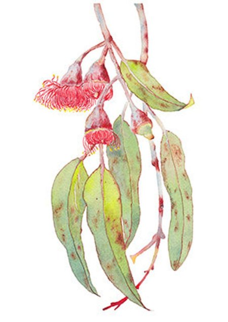 Эвкалипт Ботаническая акварель