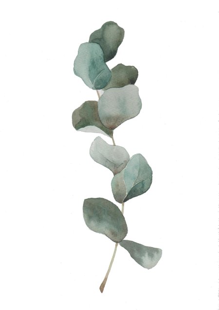 Эвкалипт акварель