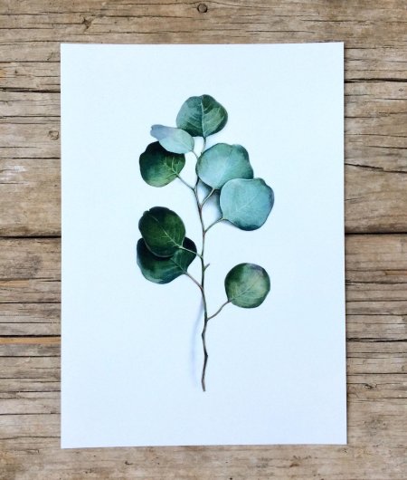 Эвкалипт акварель