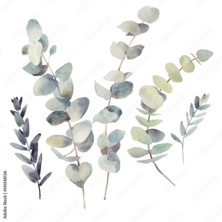 Эвкалипт монетчатый