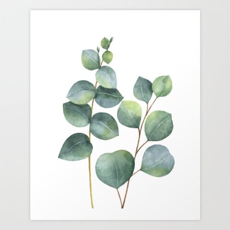 Эвкалипт круглолистный