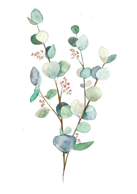 Эвкалипт акварель