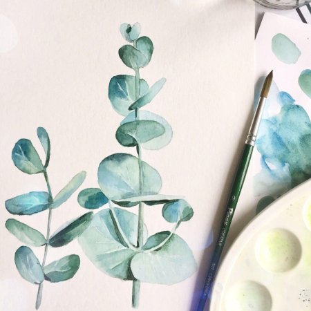 Эвкалипт акварель