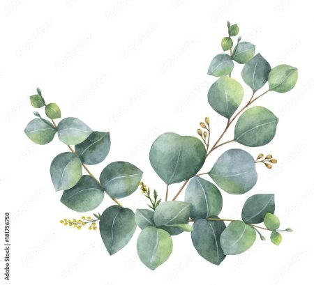 Эвкалипт монетчатый