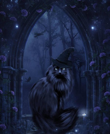 Ведьмины кот