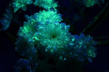 Светящиеся свет