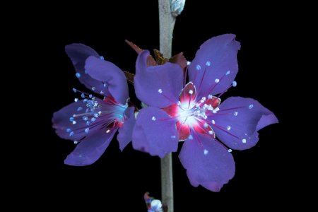 Цветы в ультрафиолетовом свете